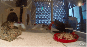 brokelyn  GIF