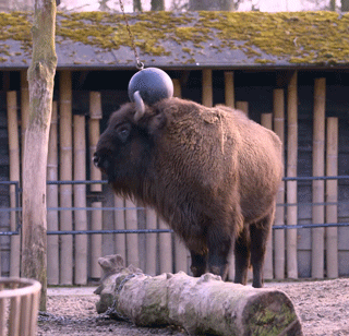 Image result for angry buffalo gif
