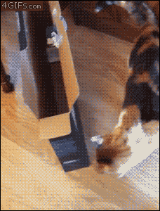 movinglabor cat fail box epic GIF