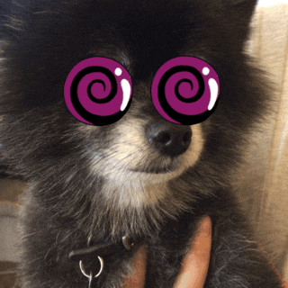 Video gif. A black pomeranian dog is held by a person. Its eyes are covered by two spiraling circles that make the dog look like it’s dizzy or hypnotized. 