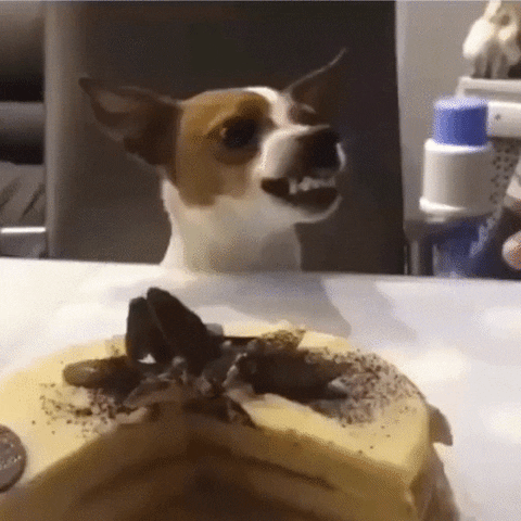 ell cute dog angry grrr GIF