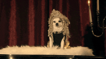 Comedy Central Dog GIF by Another Period
