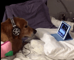 Dog Puppy GIF by Product Hunt