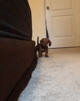 Cute Puppy GIF by reactionseditor