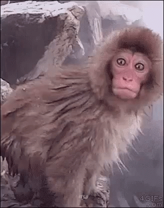 Wildlife gif. A light brown monkey stands on a rock near a steaming pool of water. He gazes up with wide eyes, mouth hanging open like he's shocked at what he sees.