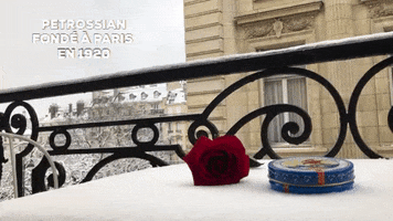 romeo and juliet love GIF by Petrossian