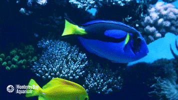 finding nemo fish GIF by Monterey Bay Aquarium