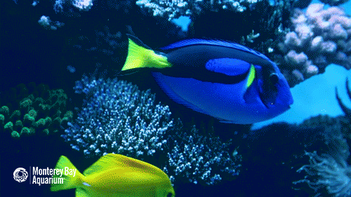 The Forgotten Legend of Nemo Nemo Fish Reveals a Behavioral Pineapple Mystery!
