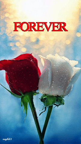 wallpaper 3d wallpapers flowers flower wallpaper download beautiful flower wallpaper GIF