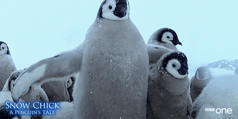 Bbc One Penguin GIF by BBC - Find & Share on GIPHY