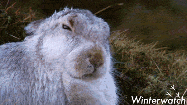 wildlife no GIF by BBC Earth