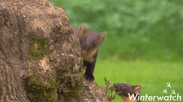 Interested Wildlife GIF by BBC Earth