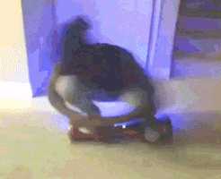 funny videos lol GIF by America's Funniest Home Videos