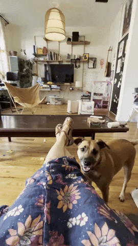 Dog Training GIF by SchoolForTheDogs