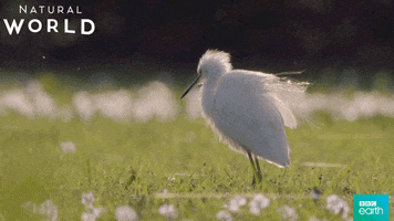 natural world dance GIF by BBC Earth