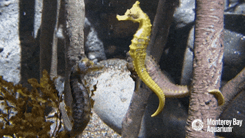 Seahorse GIFs - Get the best GIF on GIPHY