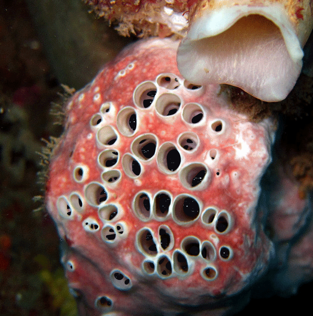 aaronclopez1 space gif by aaron lopez strange plant GIF