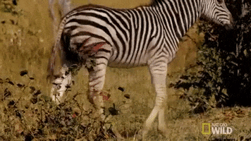 nat geo wild zebra GIF by Savage Kingdom