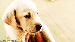 marley and me dogs GIF by 20th Century Fox Home Entertainment