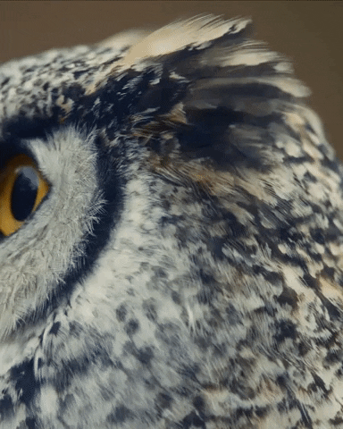 Wildlife gif. Close-up on an owl’s face. The owl stares blankly at the screen with big yellow eyes, looks away, and then looks back again. 