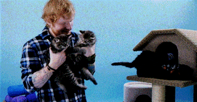 much music cats GIF by Much