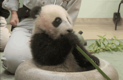 New Trending Gif Online Cute Eat Panda Baby Animals San Diego Zoo