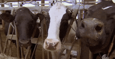 episode 4 cow GIF by The Bachelor