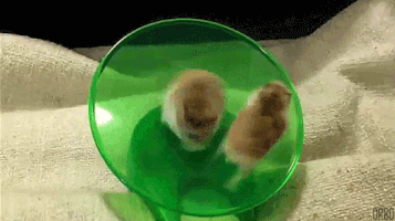 ioananastase funny funny gifs funny or die funny pics GIF