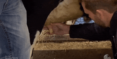 episode 4 milking GIF by The Bachelor