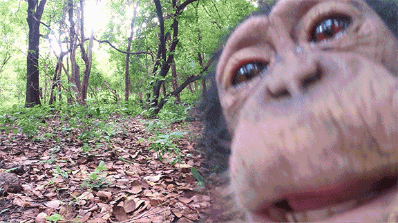 cute, animals, nature, tongue, lick, licking, cute animals, chimp,  chimpanzee, spy in the wild, nature pbs – GIF
