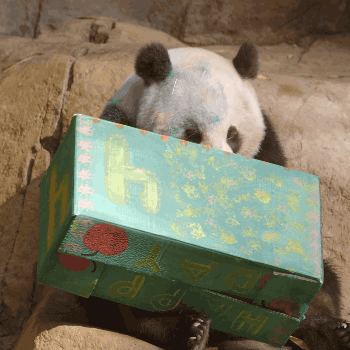 Birthday Panda GIF by San Diego Zoo - Find & Share on GIPHY