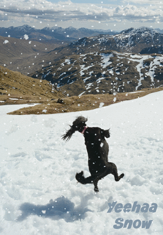 Badge snow dog jumping scottish highlands dog in snow GIF