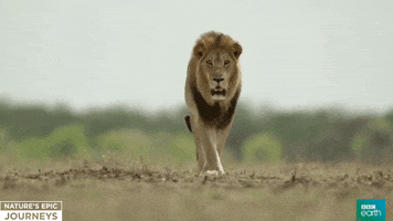 lion africa GIF by BBC Earth