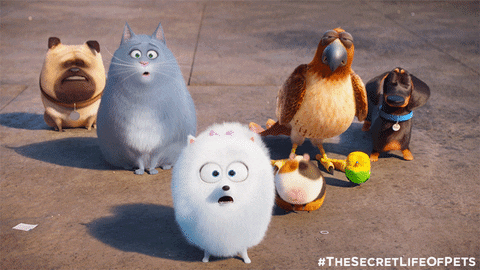 GIF by The Secret Life Of Pets - Find & Share on GIPHY