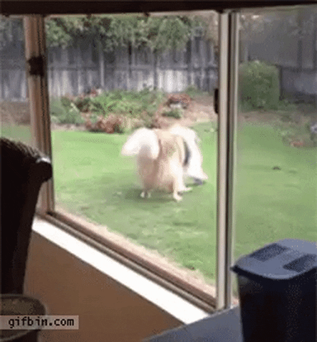 binhlong  GIF