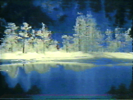 winter trees GIF by Royal Smith