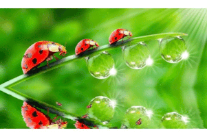 muneeburrahman parrot gifs GIF