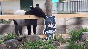 brown  GIF