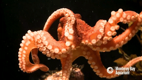 Red Octopus GIF by Monterey Bay Aquarium - Find & Share on GIPHY