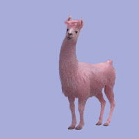 llama animated gifs