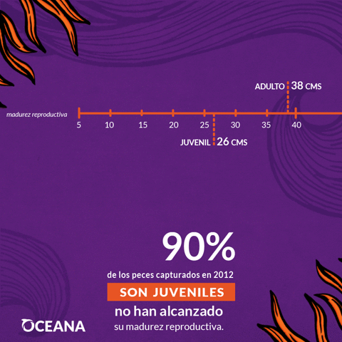 Oceana_Chile pez peces merluza crisispesquera GIF