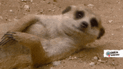 100.gif?cid=20e14a2a45obejqcwc8dqciy4rjiectfmmucf6eblqudg79t&rid=100.gif