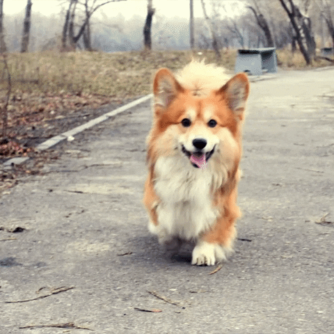 guidetobetterliving happy dog smile doggo GIF