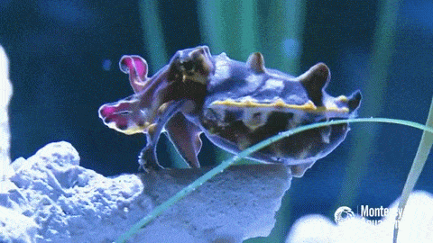 baby cuttlefish gif