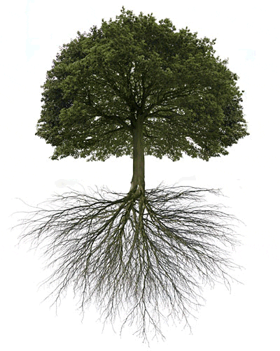 naufal #trad #tree #psycadelic #trippy #save #standfortrees #electricdischarge GIF