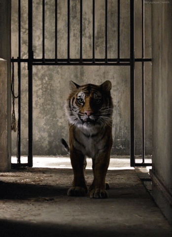 potti tiger tail cage cub GIF