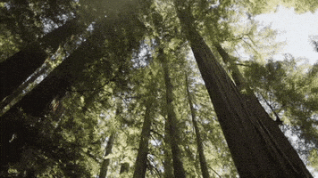 viceland GIF by WEEDIQUETTE