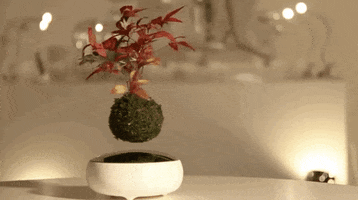 air bonsai GIF by Product Hunt
