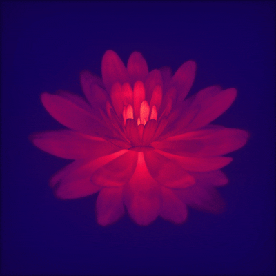 Loop Flower GIF by davestrick