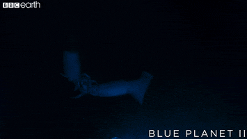 blue planet fight GIF by BBC Earth